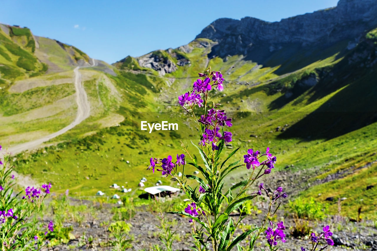 Close-up fireweed flower on background of green caucasus mountains, campground in valley, landscape