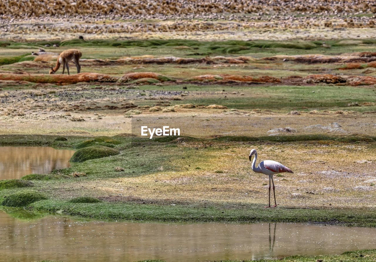 VIEW OF A BIRD ON LAKE