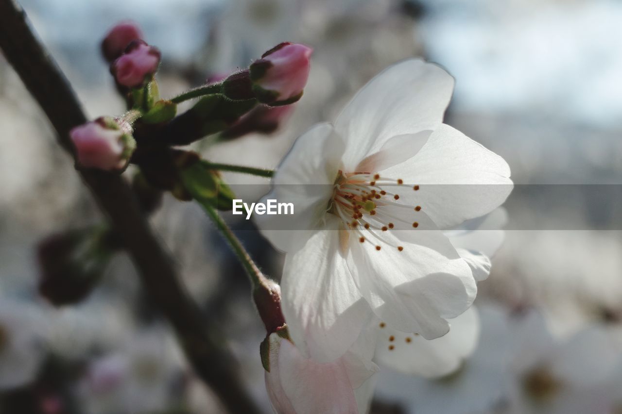 CLOSE-UP OF WHITE CHERRY BLOSSOMS