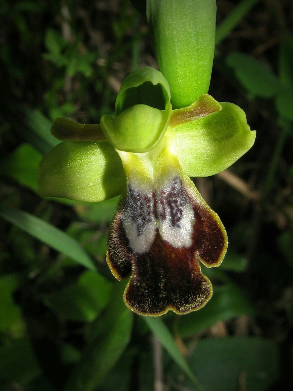 CLOSE-UP OF PLANTS