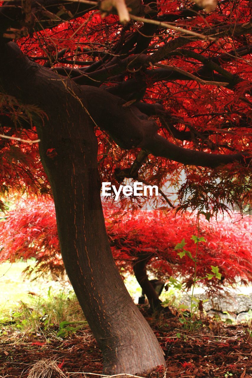 Low angle view of japanese maple trees growing during autumn