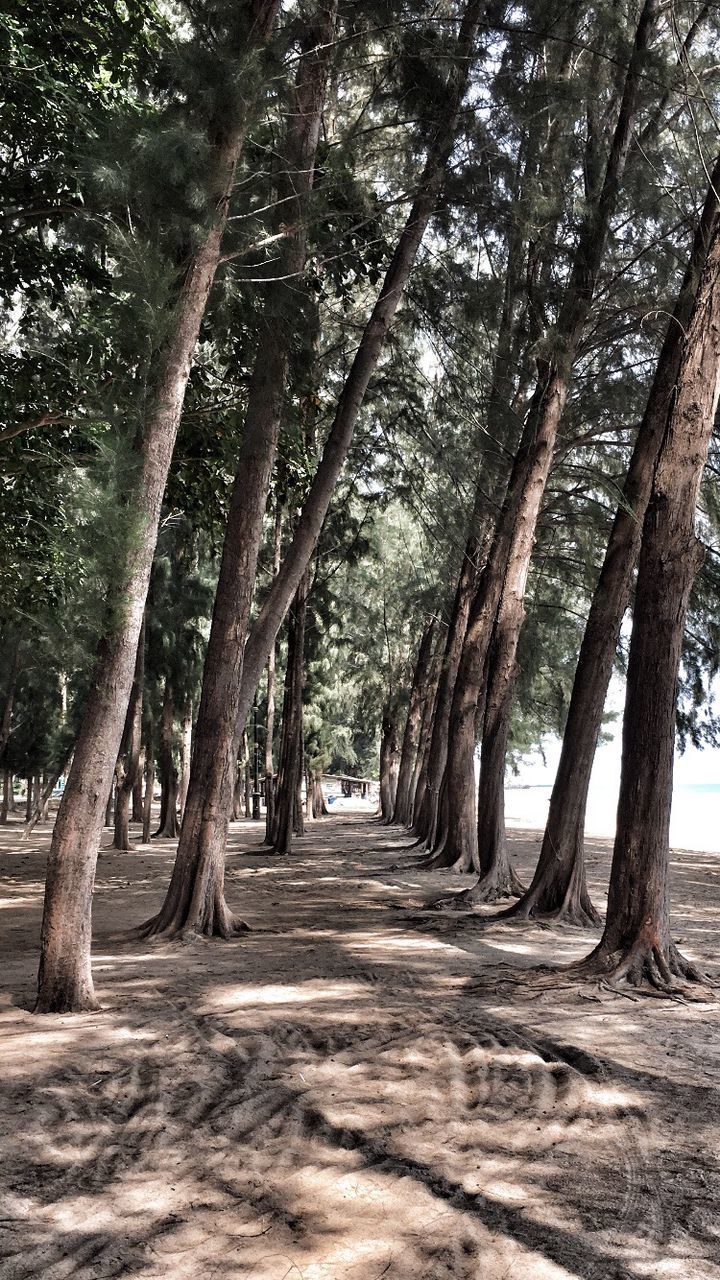 Footpath passing through forest