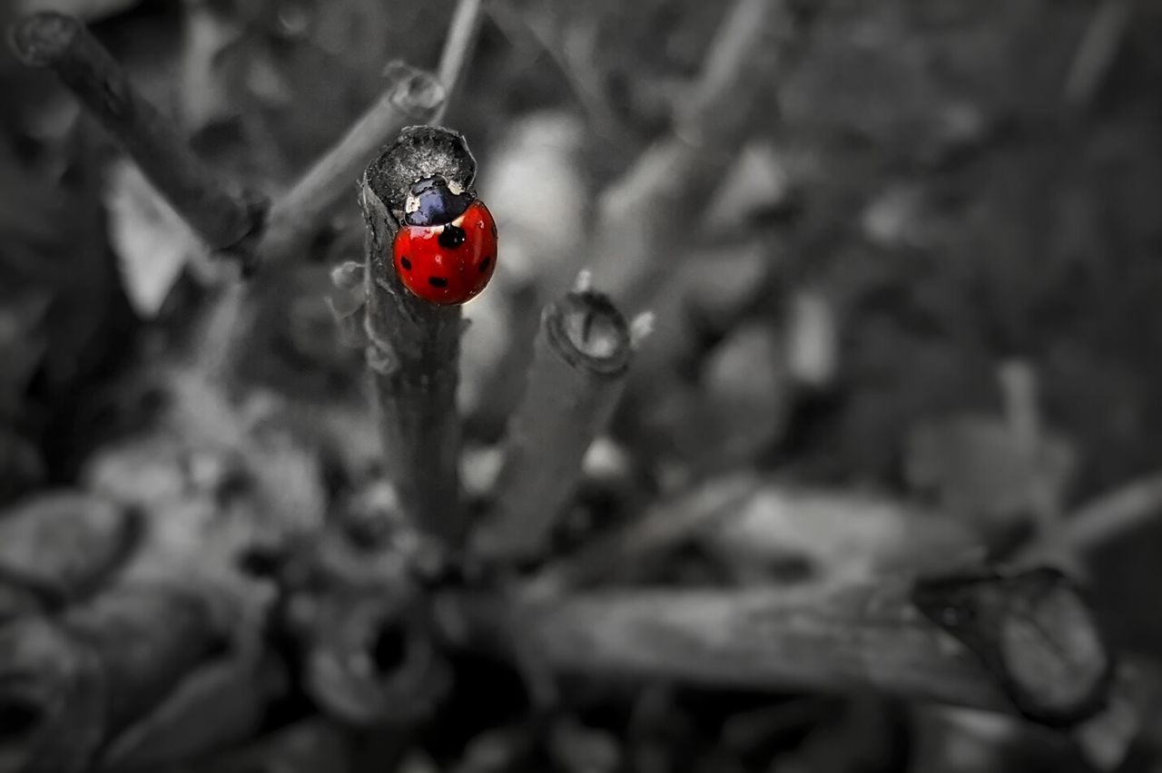 CLOSE-UP OF INSECT ON STEM