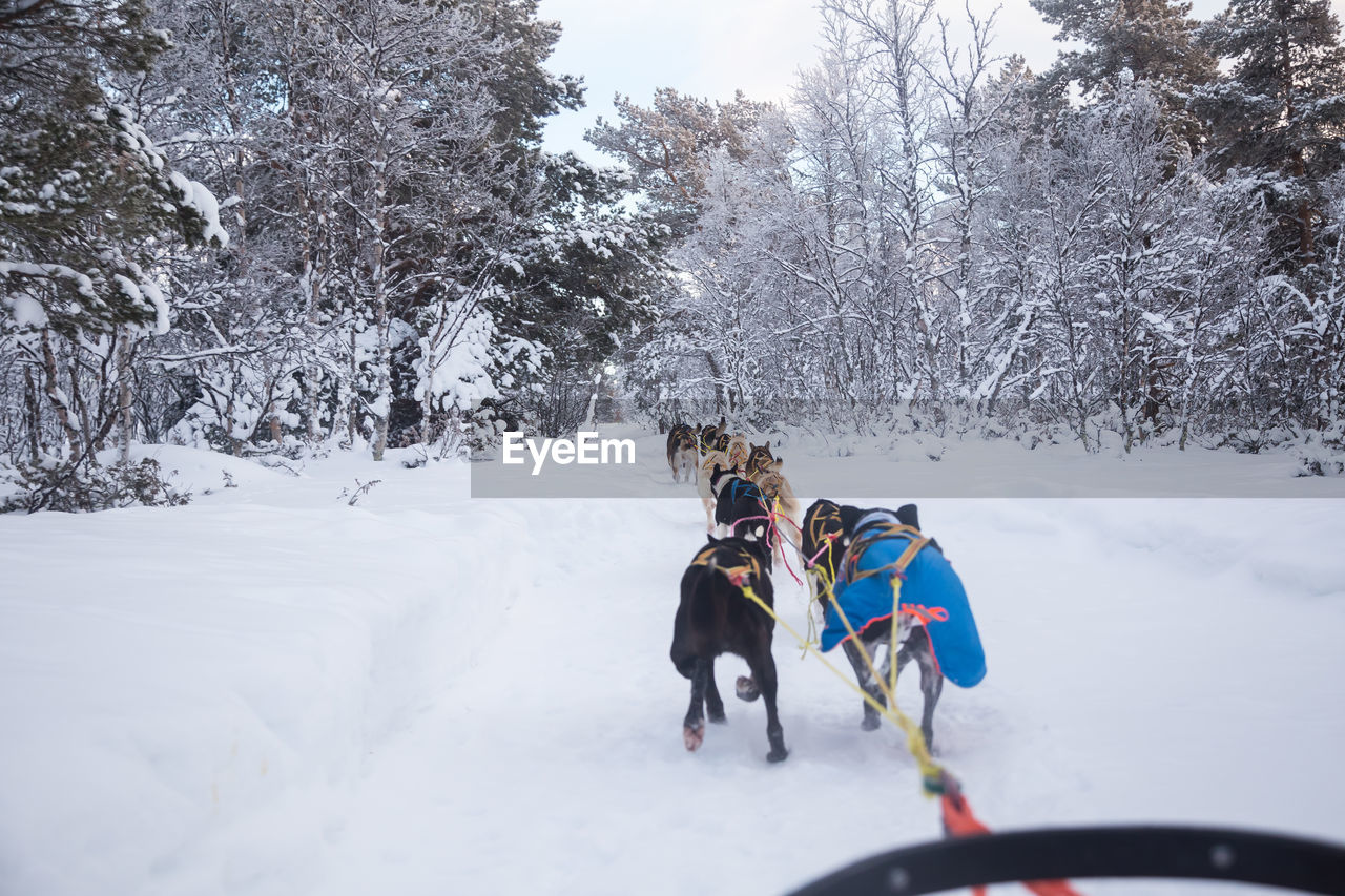An exciting experience riding a dog sled in the winter landscape. 