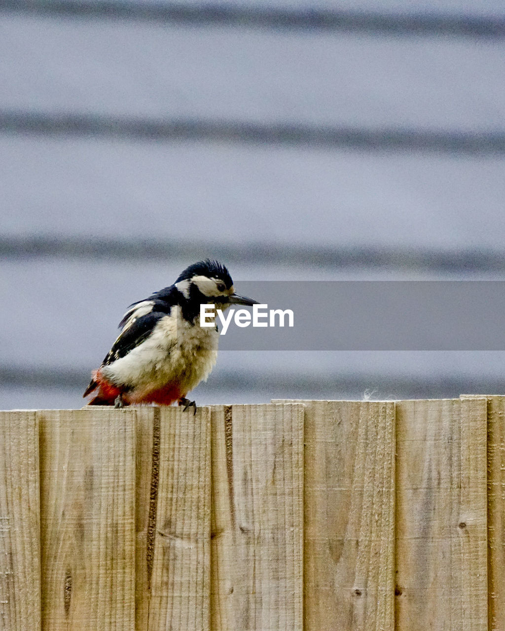 Great spotted woodpecker perching on wooden fence