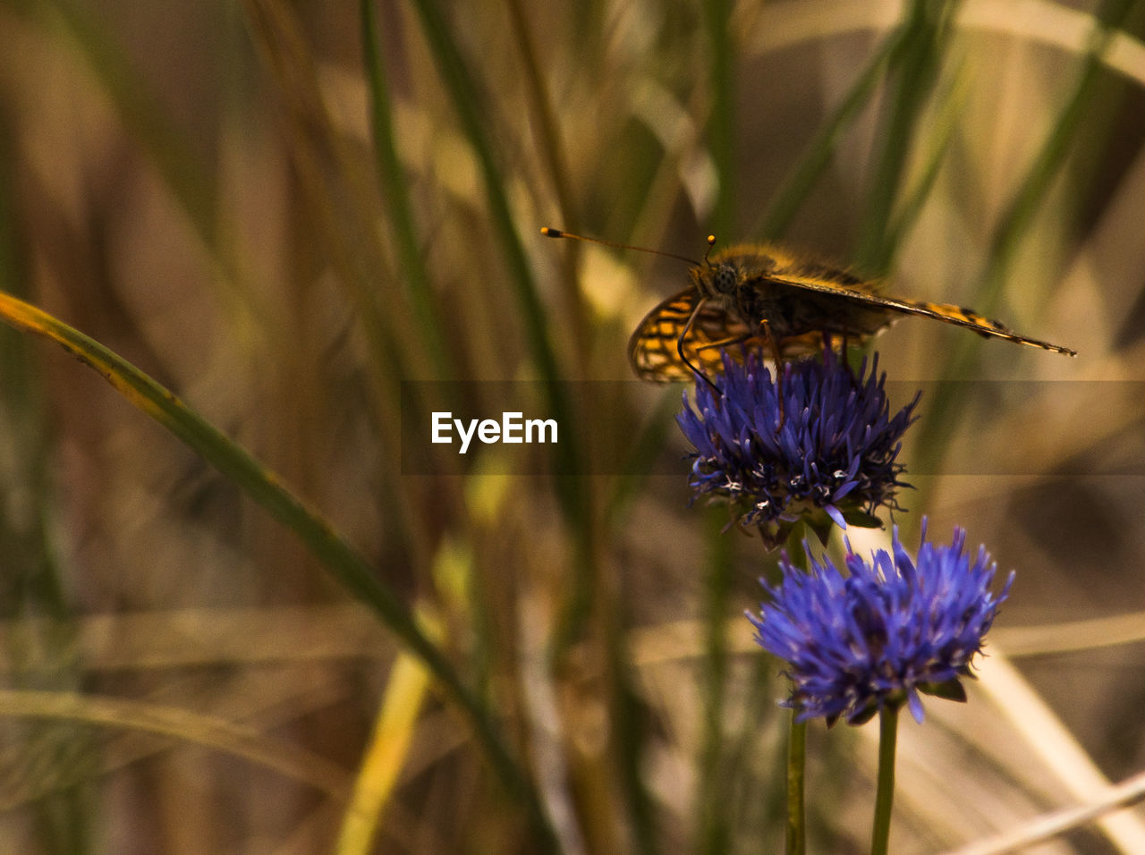 Close-up of butterfly on purple flower
