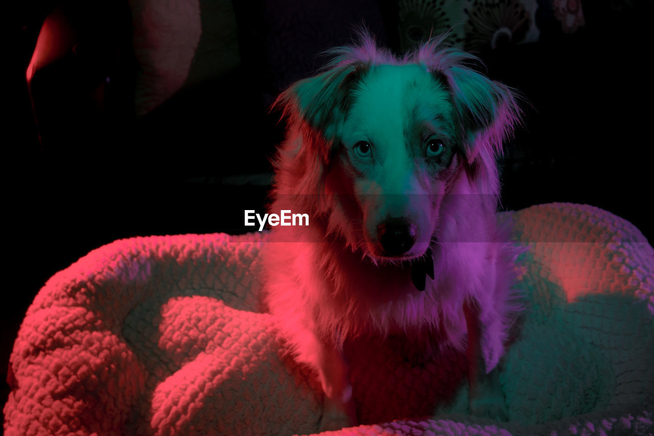 Portrait of australian shepherd in illuminated room