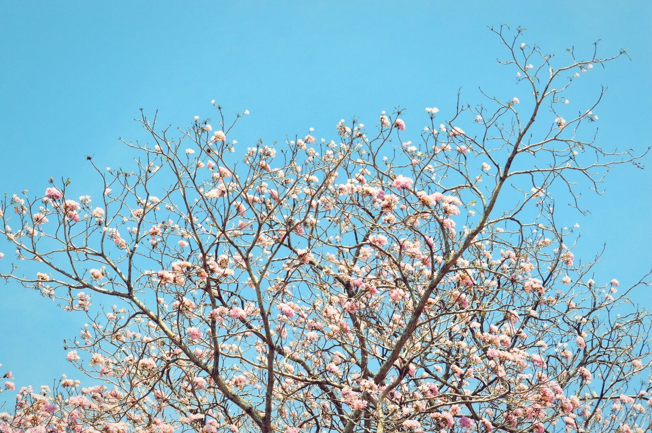 Low angle view of tree against clear blue sky