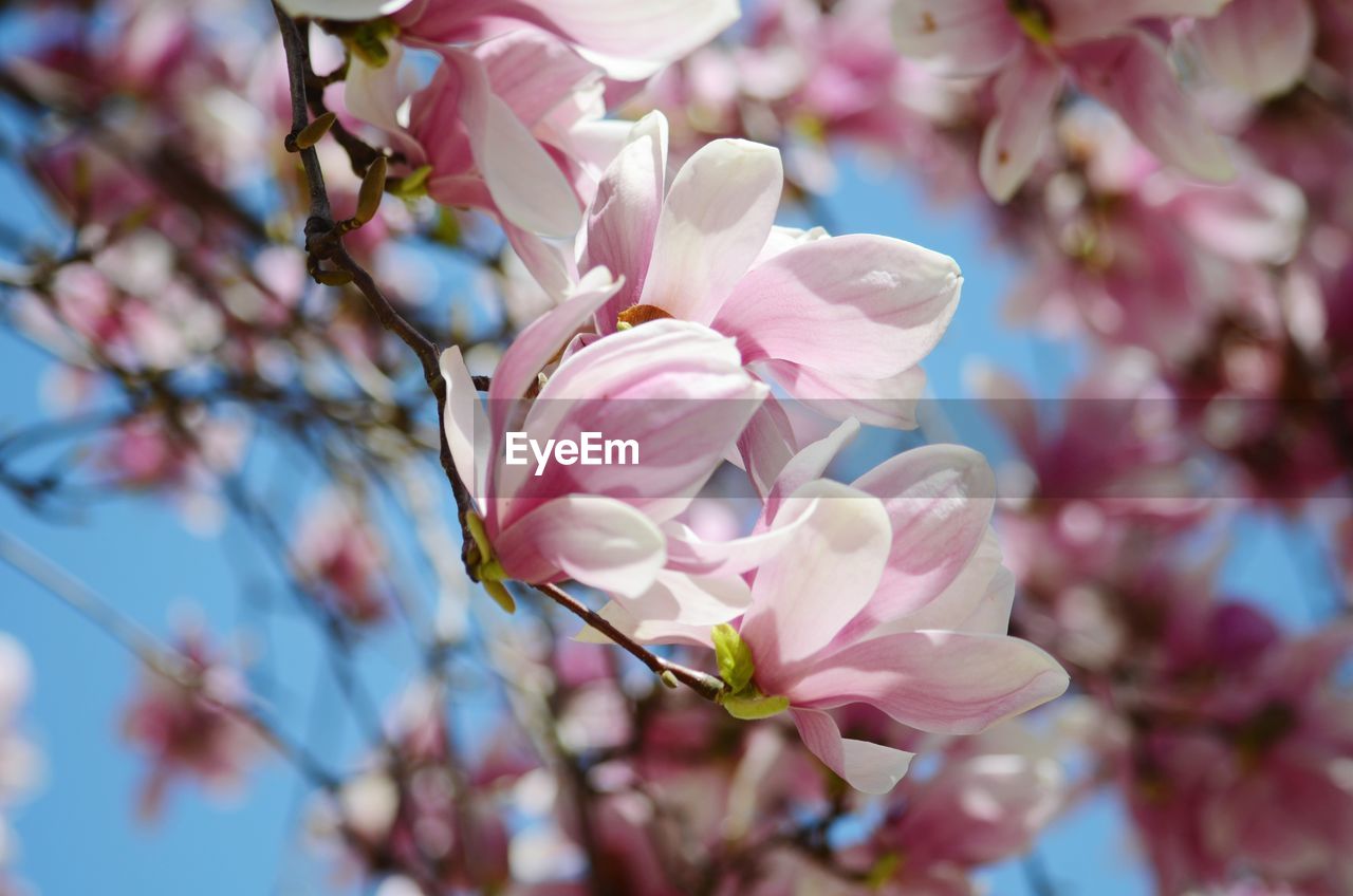 Close-up of pink cherry blossoms in spring