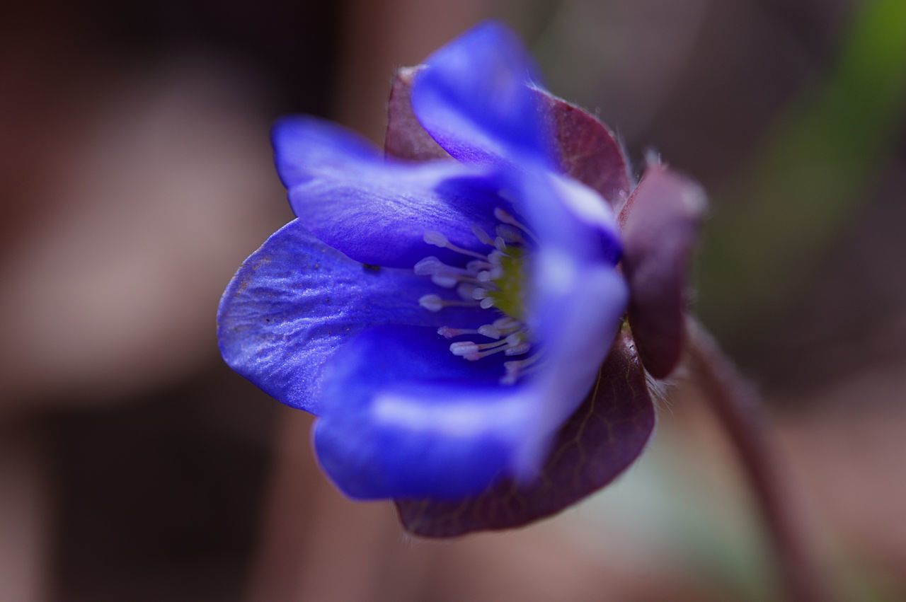 Close-up of purple flowers blooming