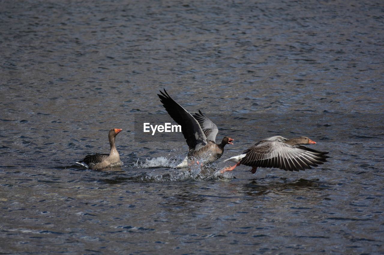 DUCK SWIMMING IN LAKE