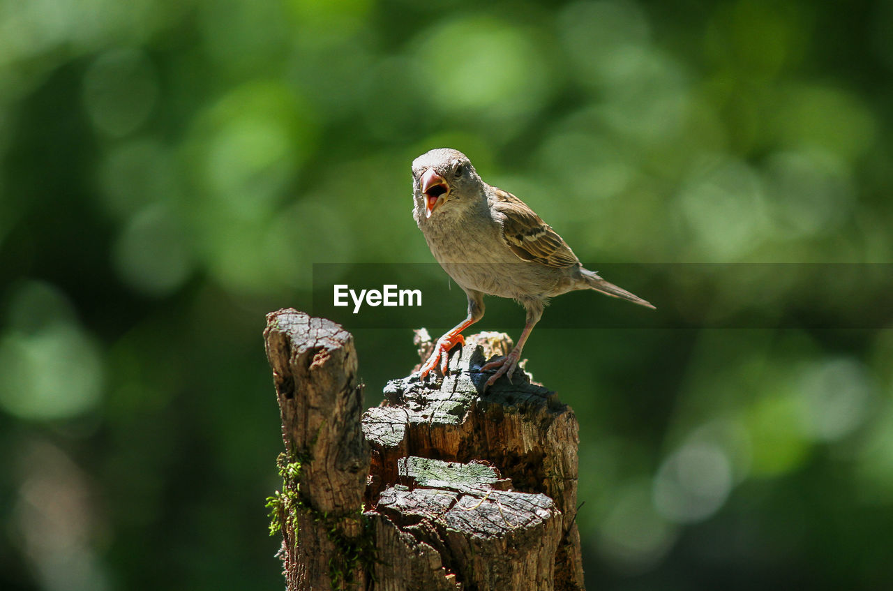 CLOSE-UP OF HUMMINGBIRD PERCHING ON WOODEN POST