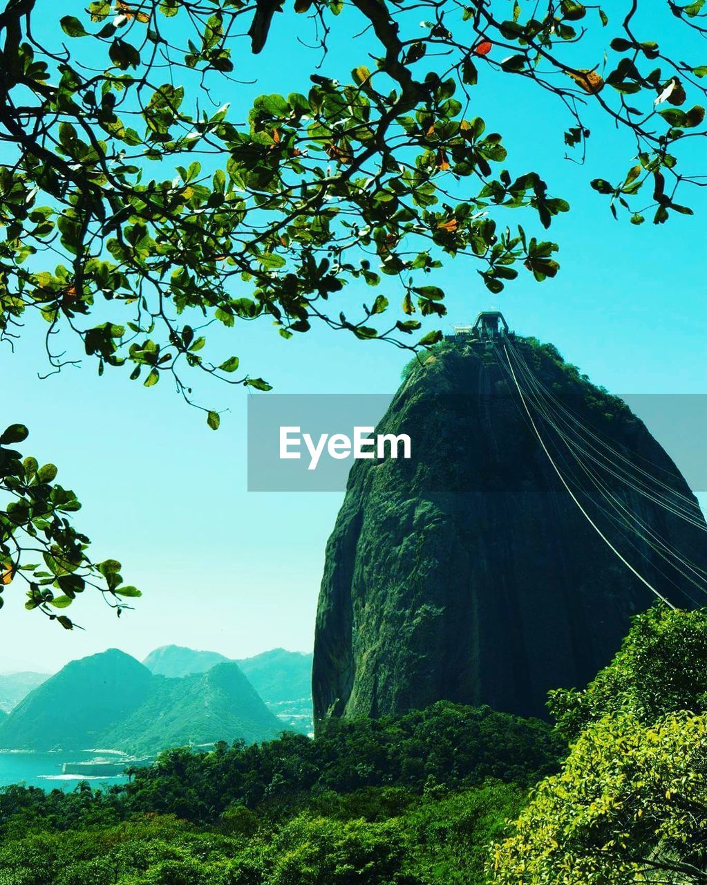 LOW ANGLE VIEW OF TREES AGAINST MOUNTAIN