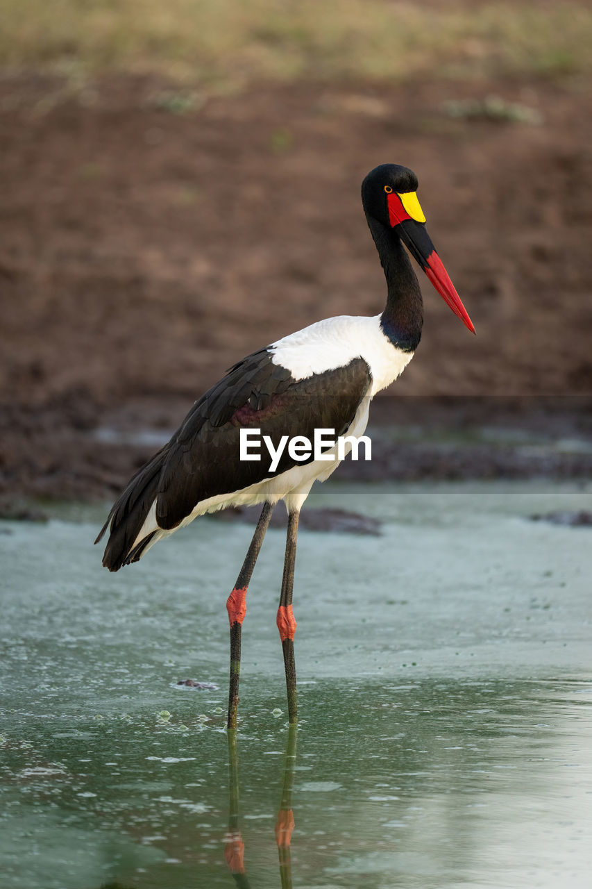 Female saddle-billed stork walks through stagnant waterhole