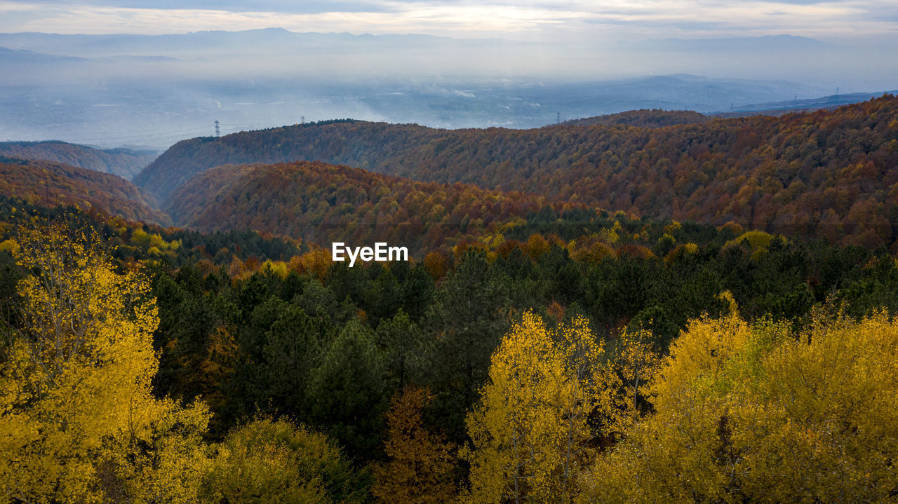 SCENIC VIEW OF FOREST AGAINST SKY