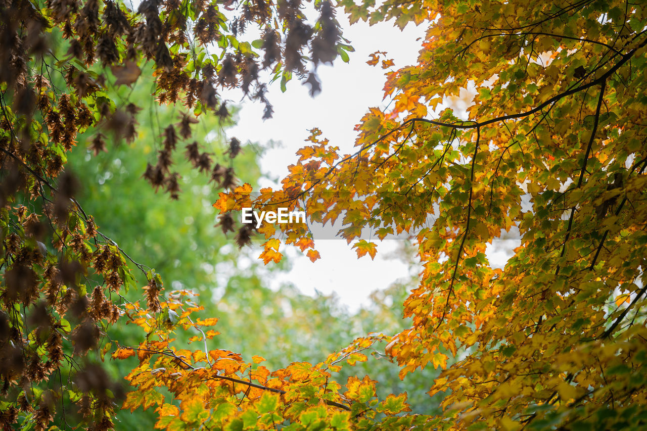 LOW ANGLE VIEW OF AUTUMNAL LEAVES AGAINST SKY