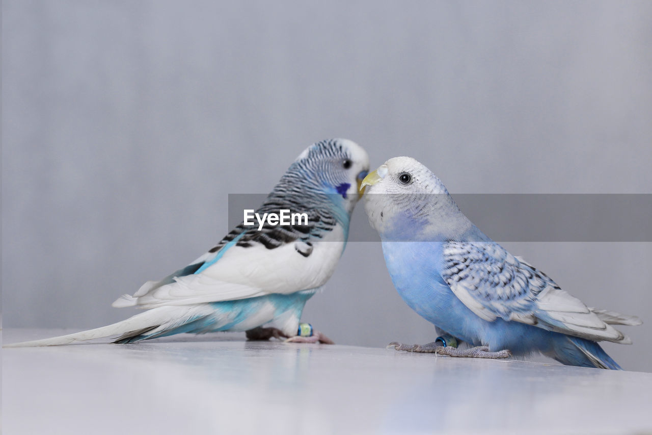 Close-up of birds perching on table