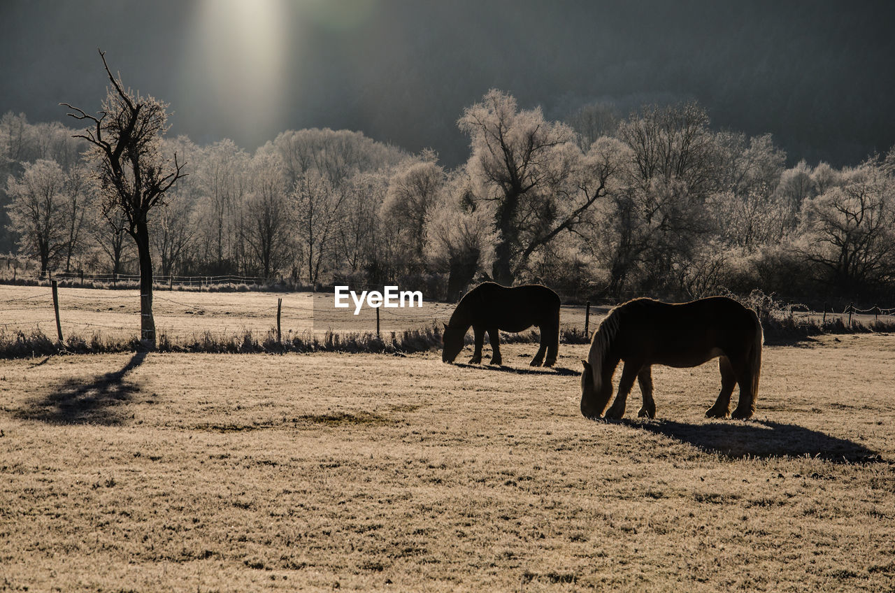 Horses grazing on field against sky