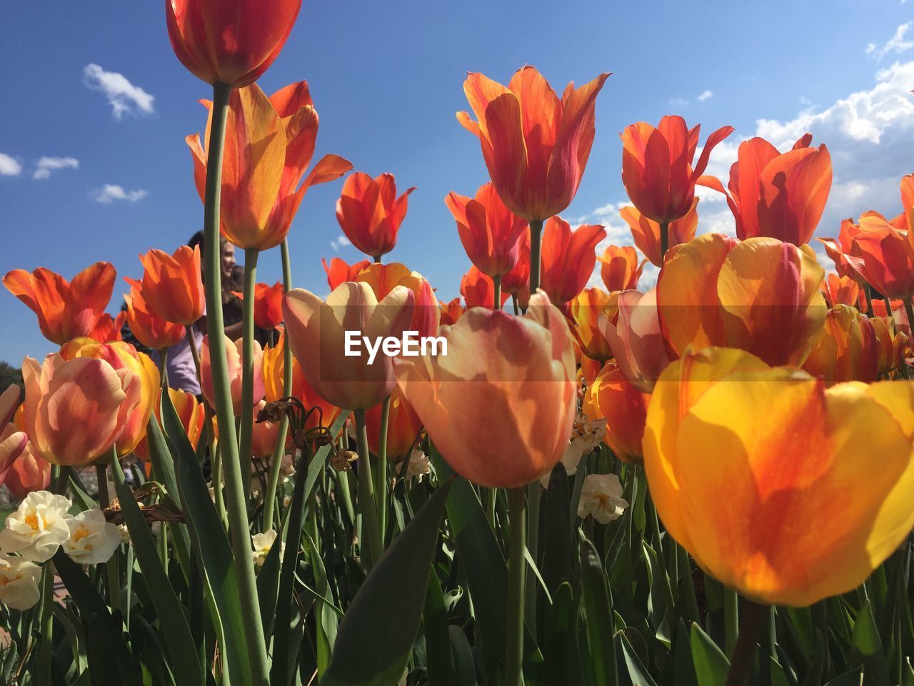 Close-up of orange tulips blooming against sky