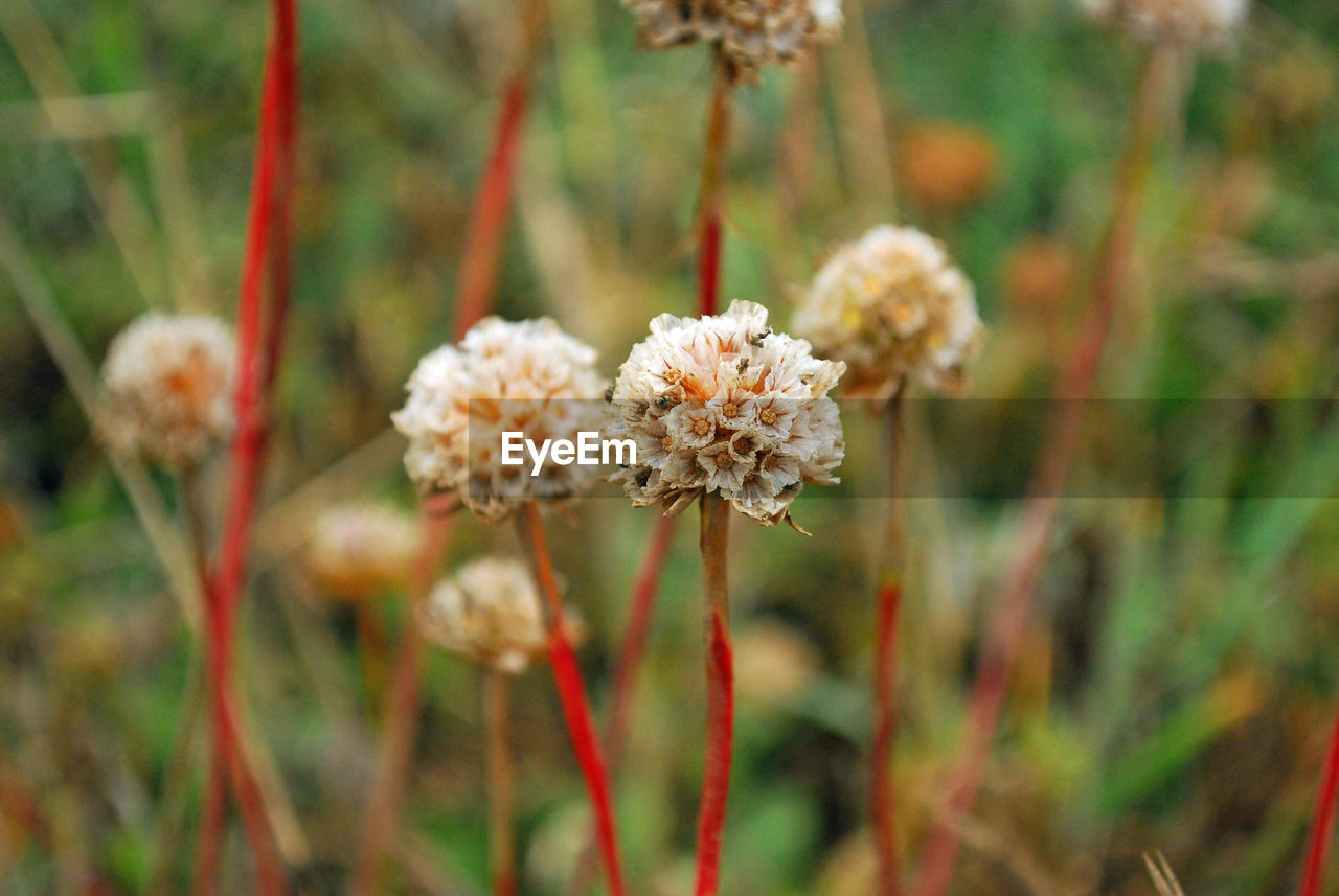 Close-up of wildflowers on field