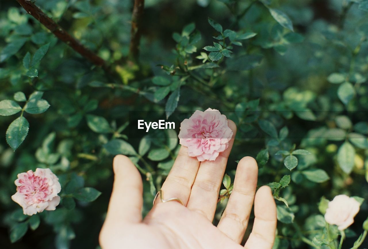 Close-up of hand touching flowering plant