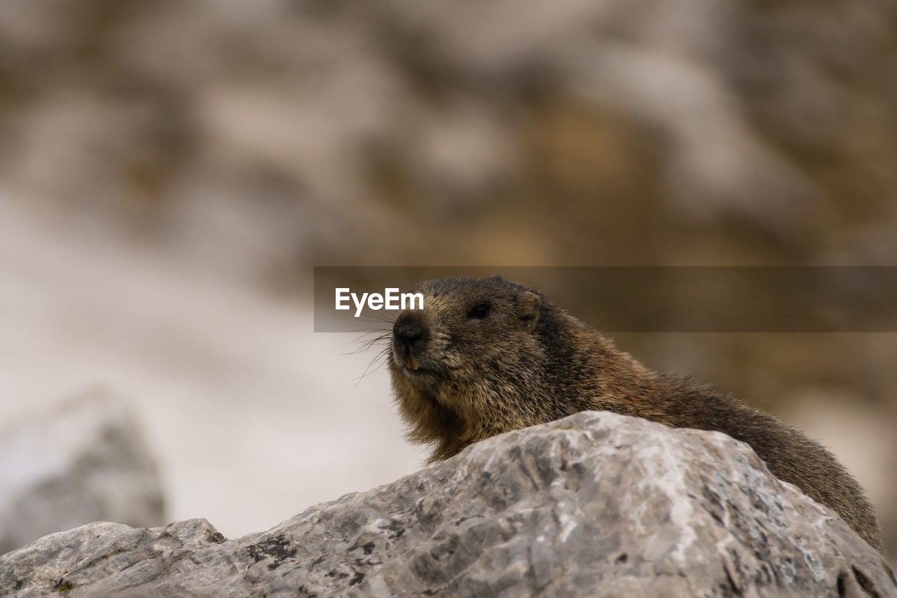 Marmot on rock