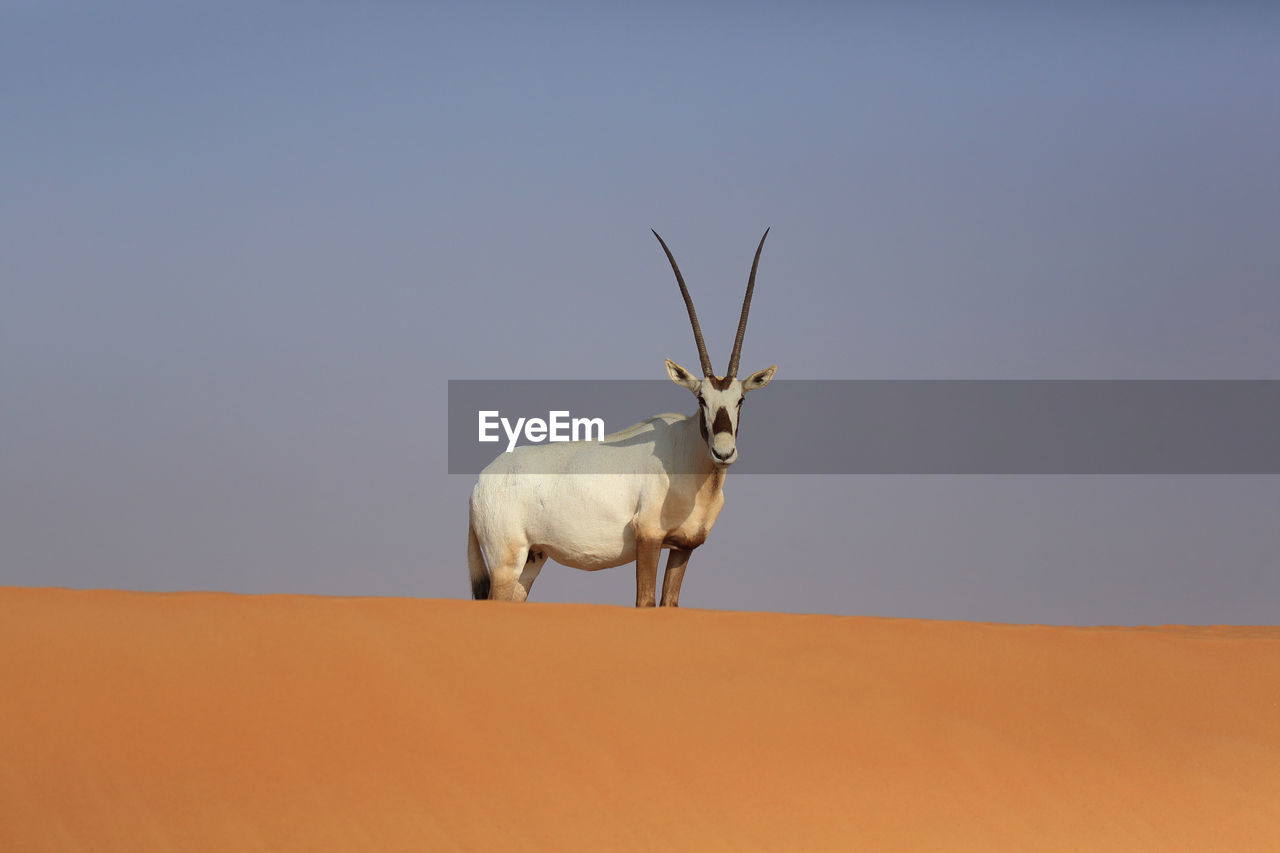 low angle view of deer on field against clear blue sky