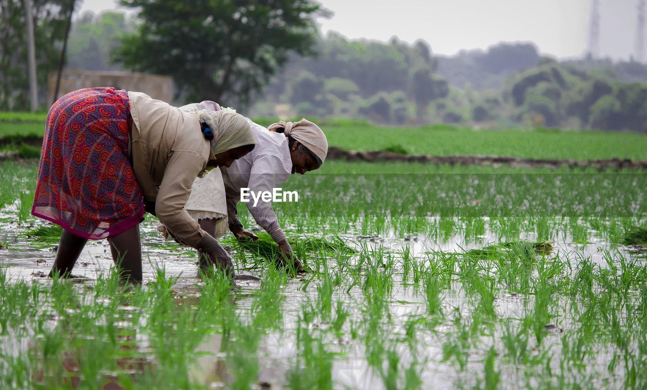 REAR VIEW OF MAN WORKING IN FIELD