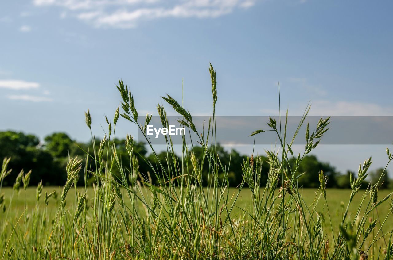 Plants growing on field