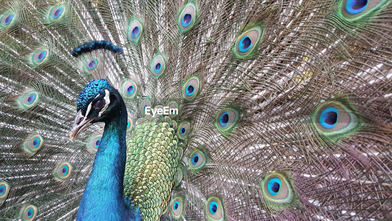 Indian green peafowl, blue peafowl, pavo cristatus, peacocks or peahens fanned out its massive tail.