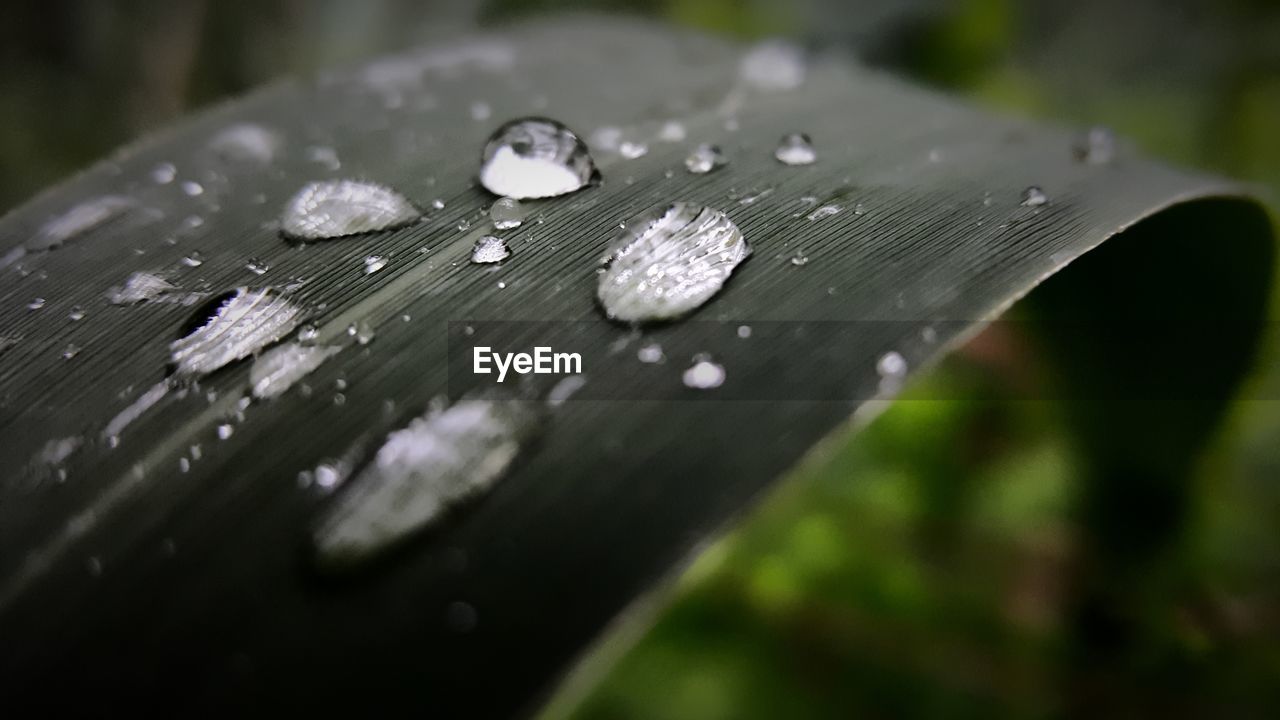 CLOSE-UP OF WATER DROPS ON LEAVES