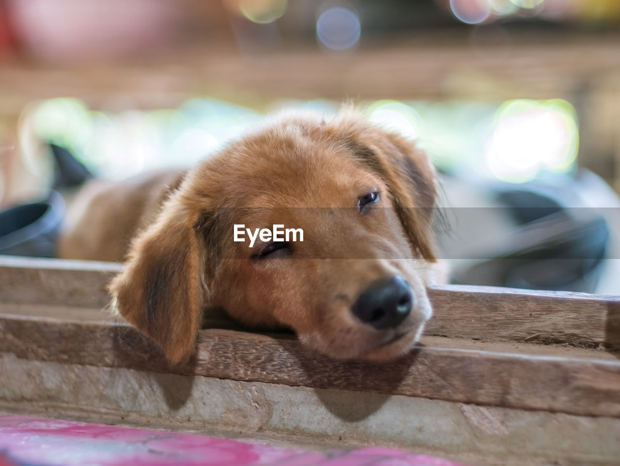 CLOSE-UP OF DOG LOOKING AWAY WHILE STANDING