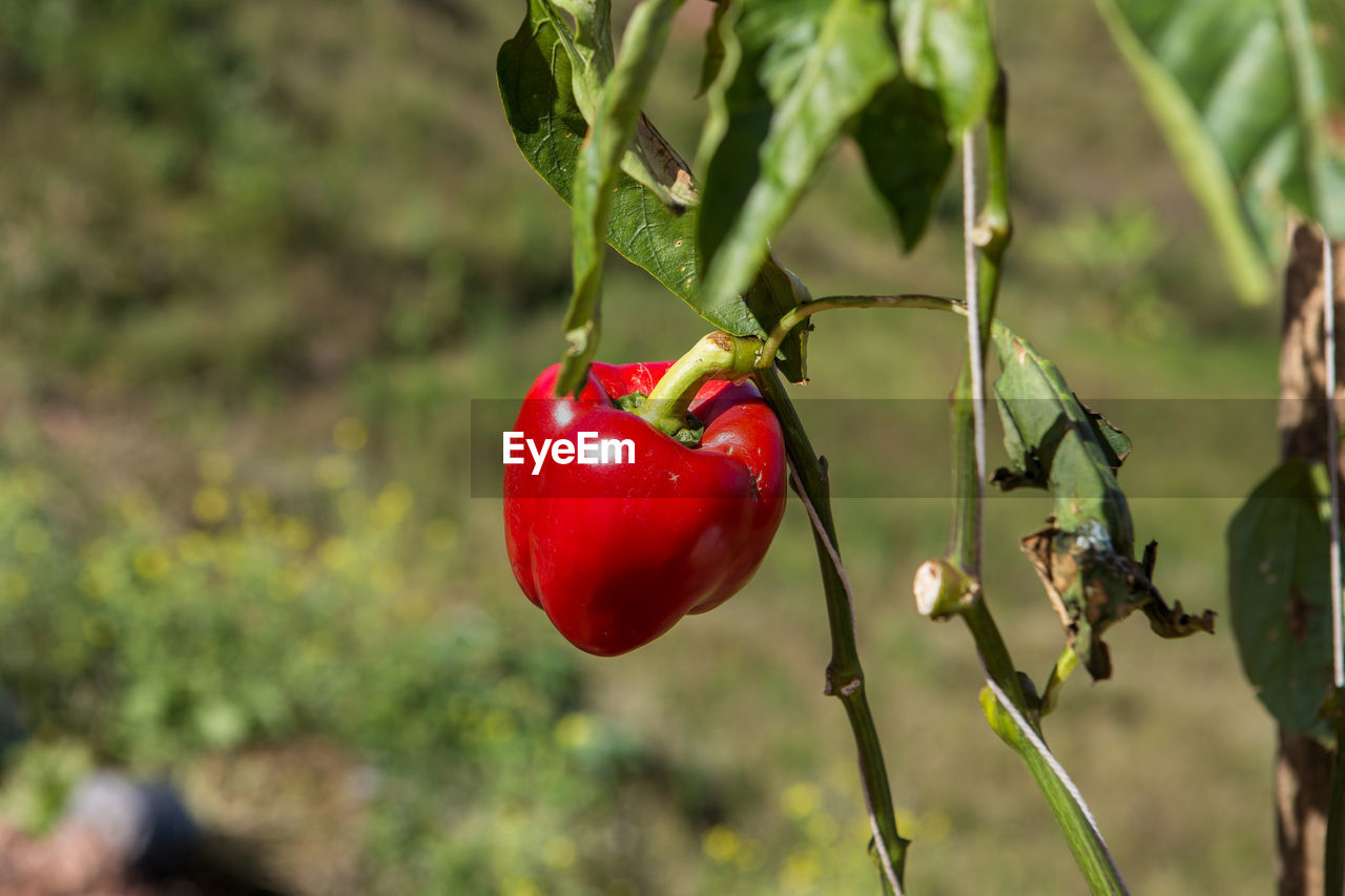 CLOSE-UP OF CHERRIES ON PLANT