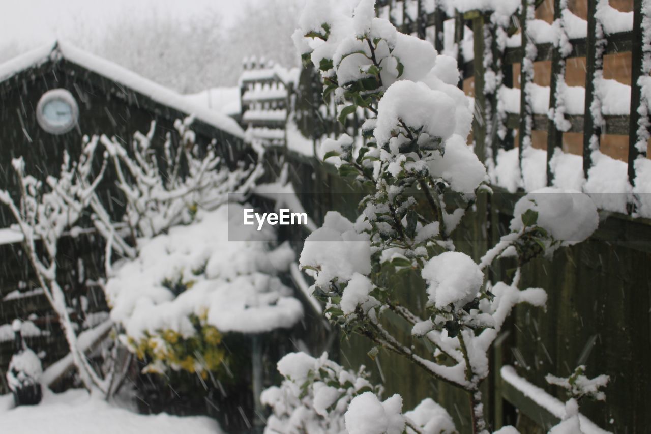 CLOSE-UP OF SNOW ON PLANT