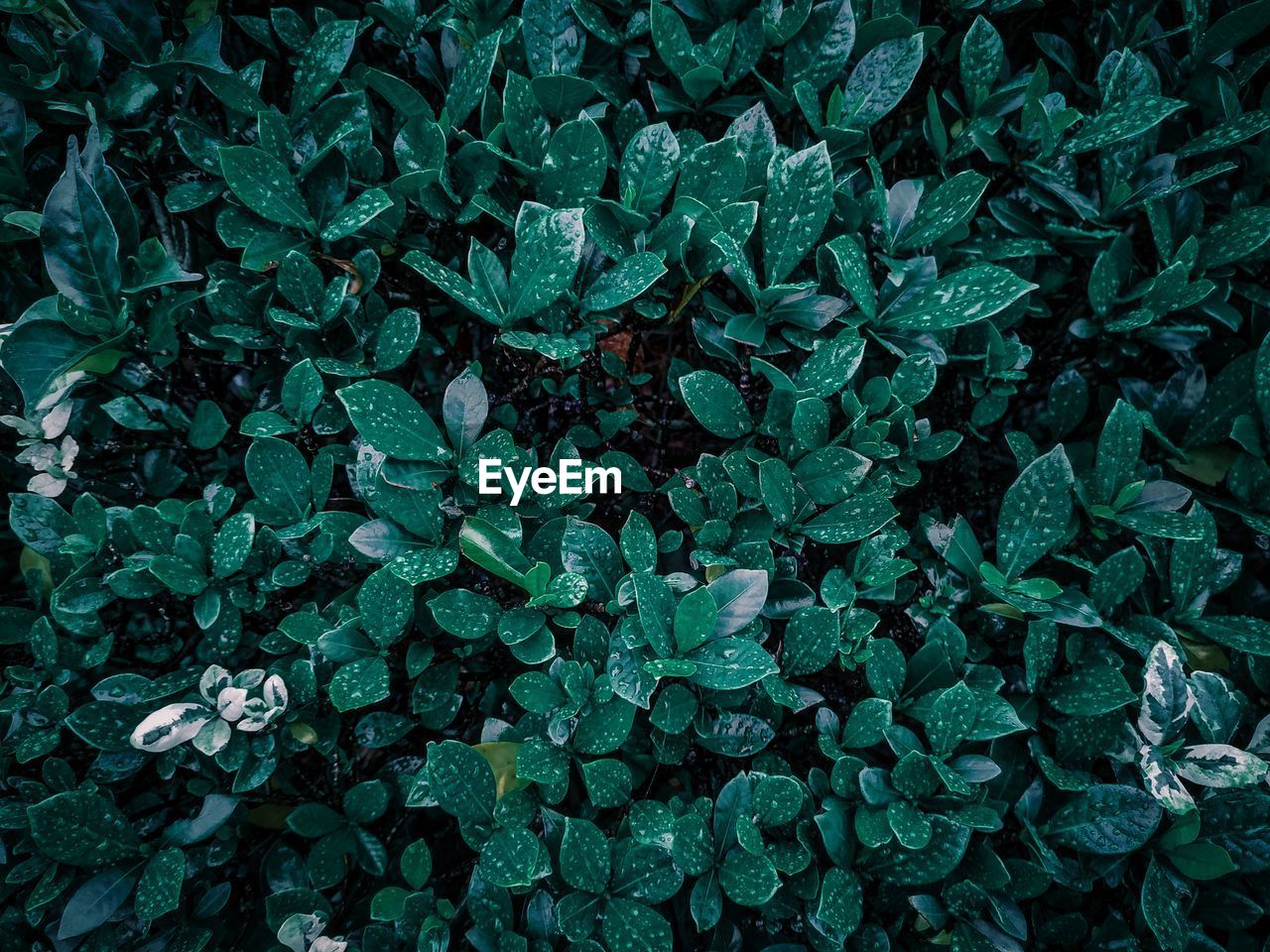 Full frame shot of wet leaves on field