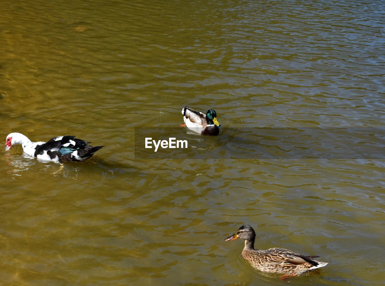 HIGH ANGLE VIEW OF DUCK SWIMMING ON LAKE