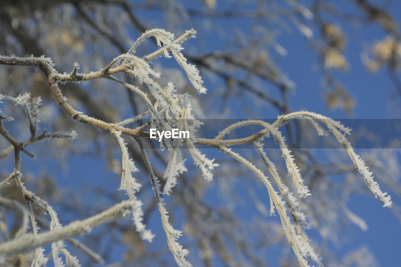 CLOSE-UP OF LEAVES ON TREE