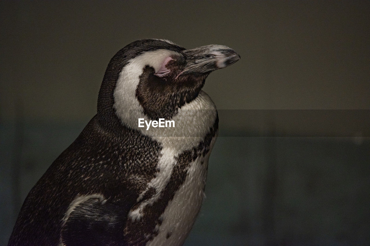 animal themes, animal, bird, beak, one animal, animal wildlife, close-up, wildlife, penguin, no people, focus on foreground, animal body part, nature, side view