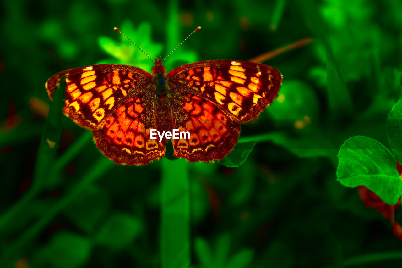 Close-up of butterfly on plants