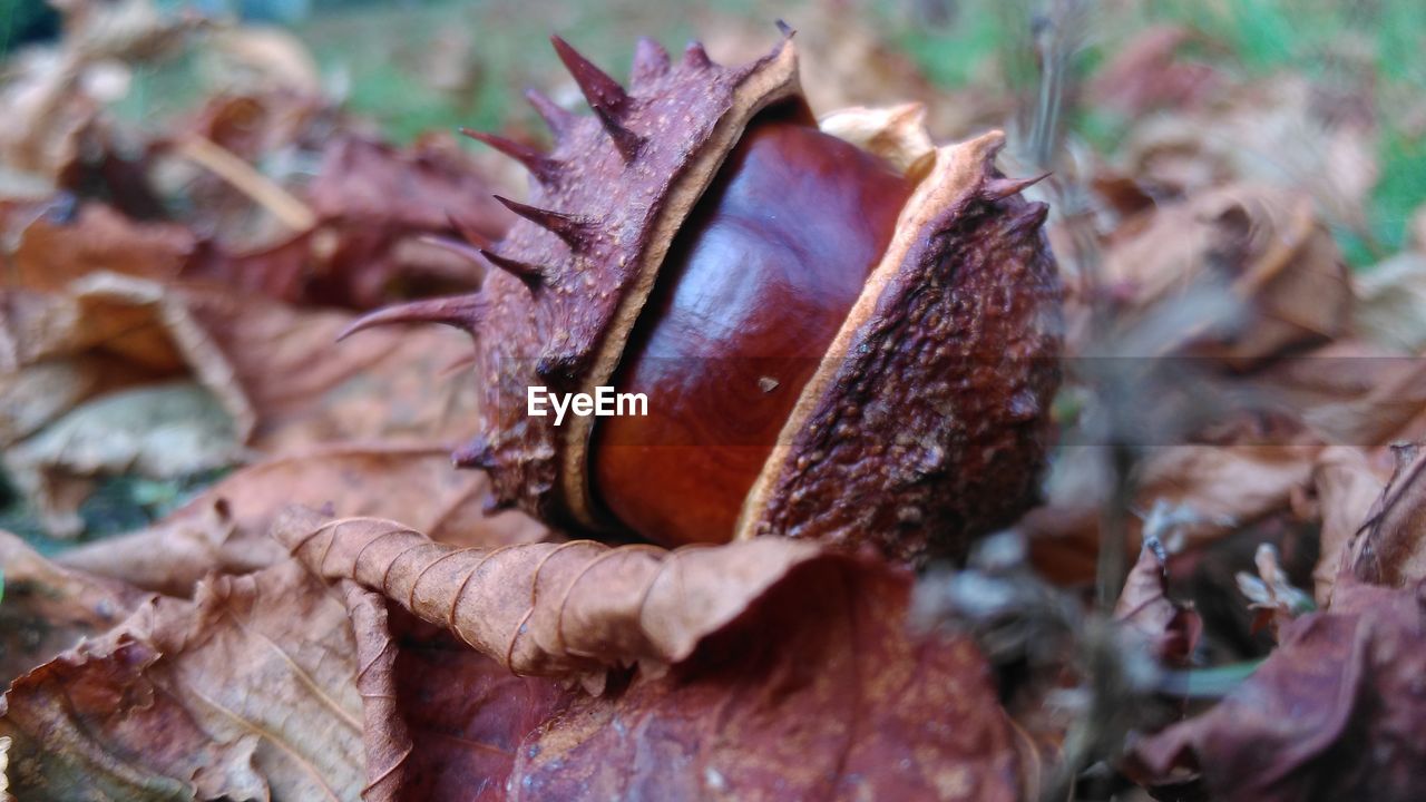 CLOSE-UP OF DRY LEAVES