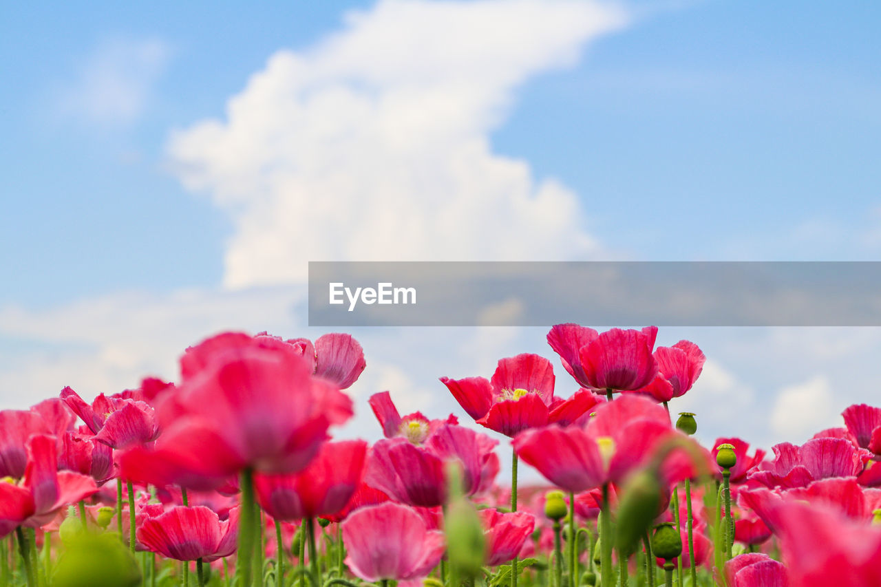 CLOSE-UP OF PINK FLOWERING PLANTS ON FIELD