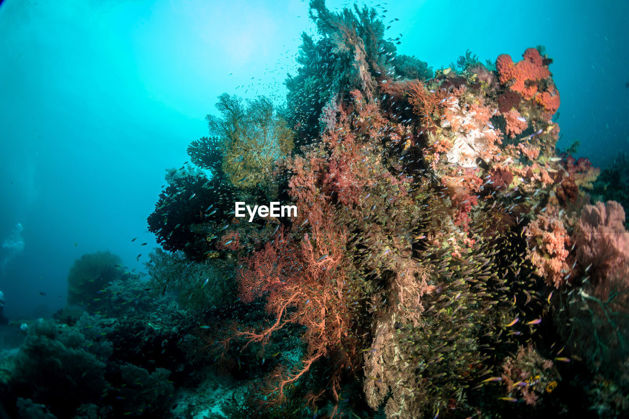 View of coral swimming in sea