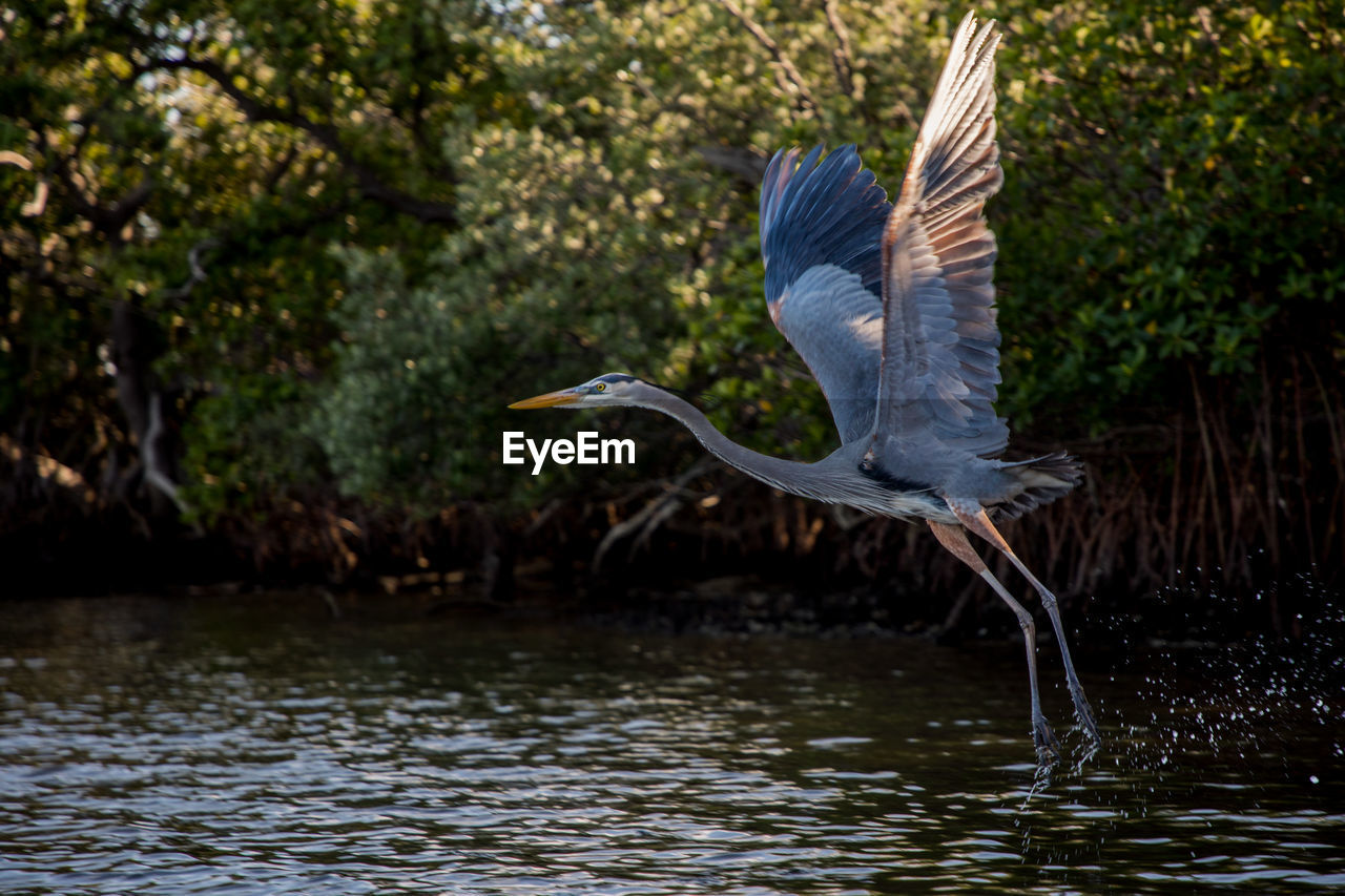 VIEW OF A BIRD FLYING OVER CALM LAKE