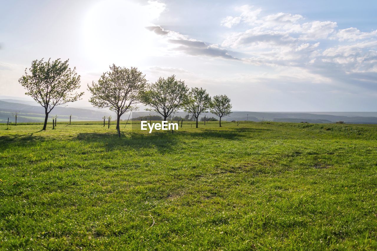 plant, sky, environment, landscape, grass, nature, horizon, land, grassland, field, cloud, tree, natural environment, beauty in nature, scenics - nature, green, meadow, plain, tranquility, hill, pasture, rural area, sunlight, no people, tranquil scene, outdoors, prairie, rural scene, water, non-urban scene, day, travel, sea, travel destinations, morning, growth, agriculture, blue, idyllic, flower, sun, tourism, social issues, environmental conservation, summer