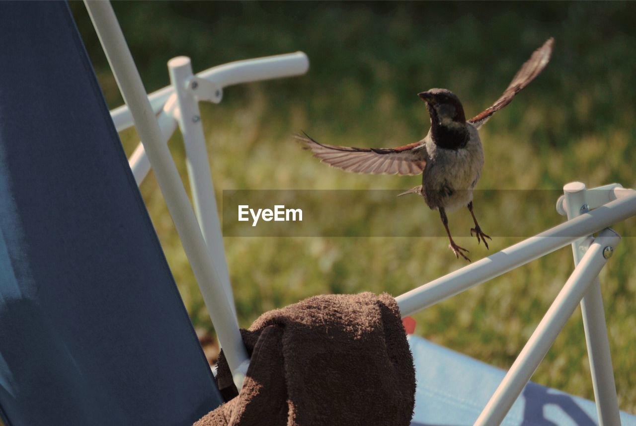 Close-up of bird flying