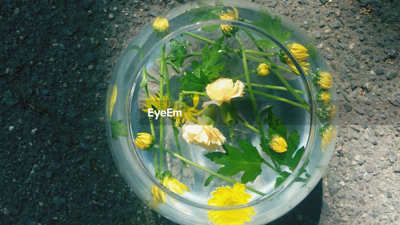 HIGH ANGLE VIEW OF YELLOW FLOWERS IN PARK