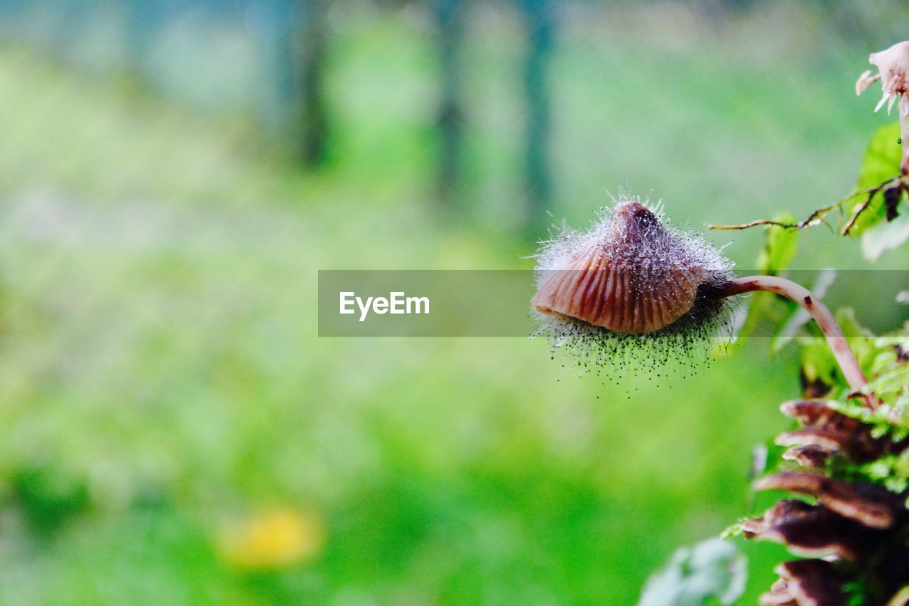 Close-up of mushroom growing outdoors