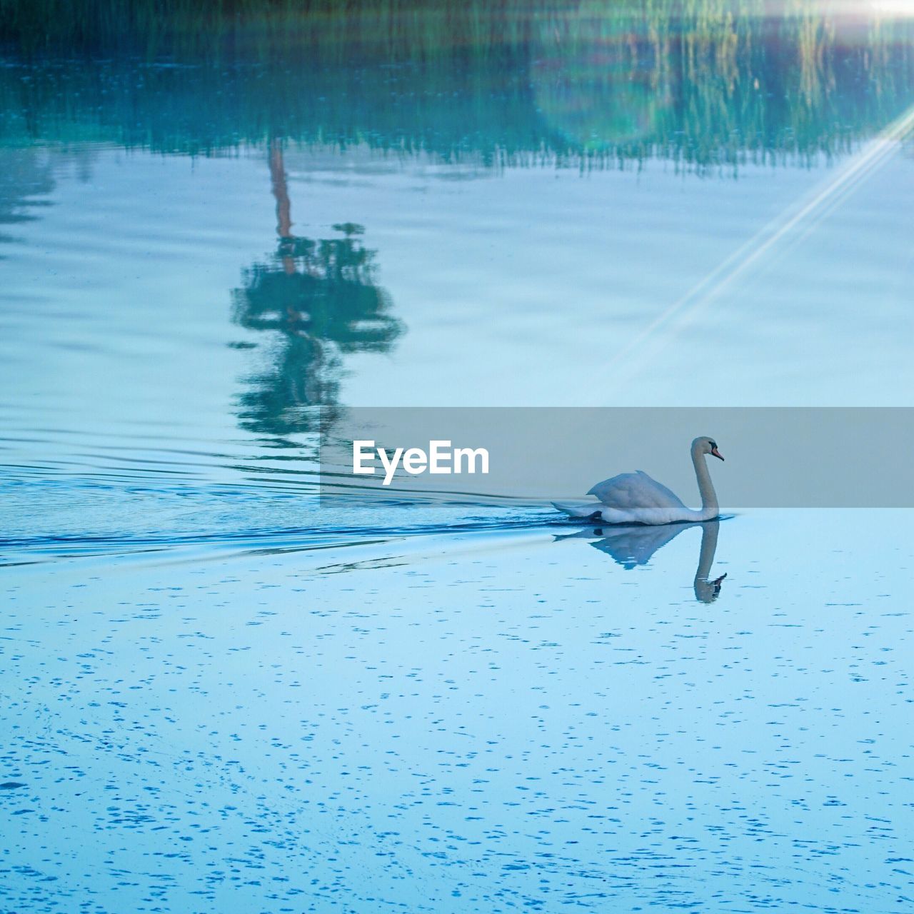 Swan swimming in lake