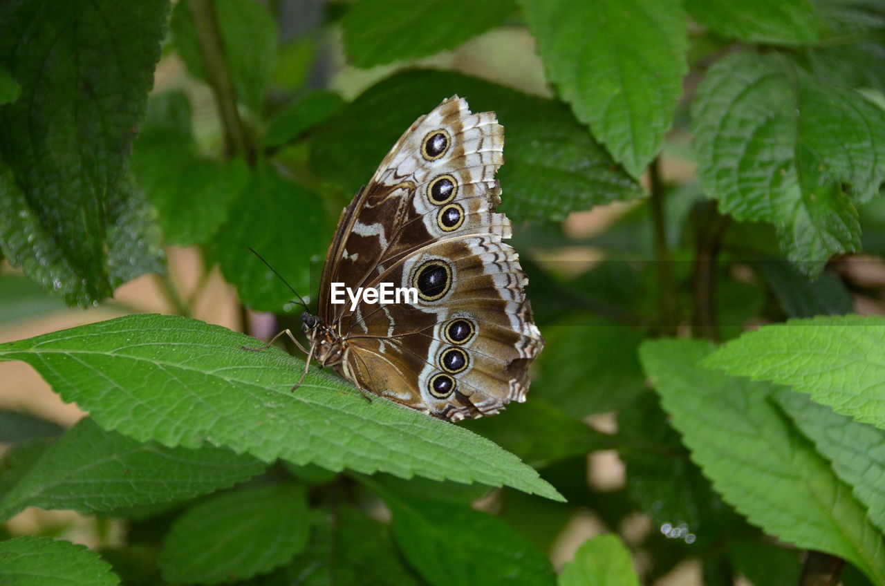 Close-up of butterfly on leaves