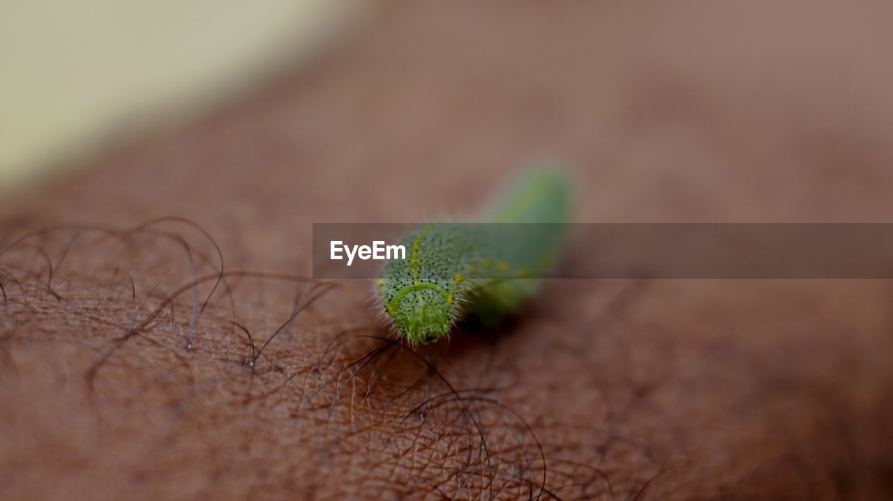 CLOSE-UP OF HAND FEEDING ON GREEN LEAF